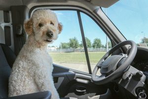 viajar-mascotas-coche